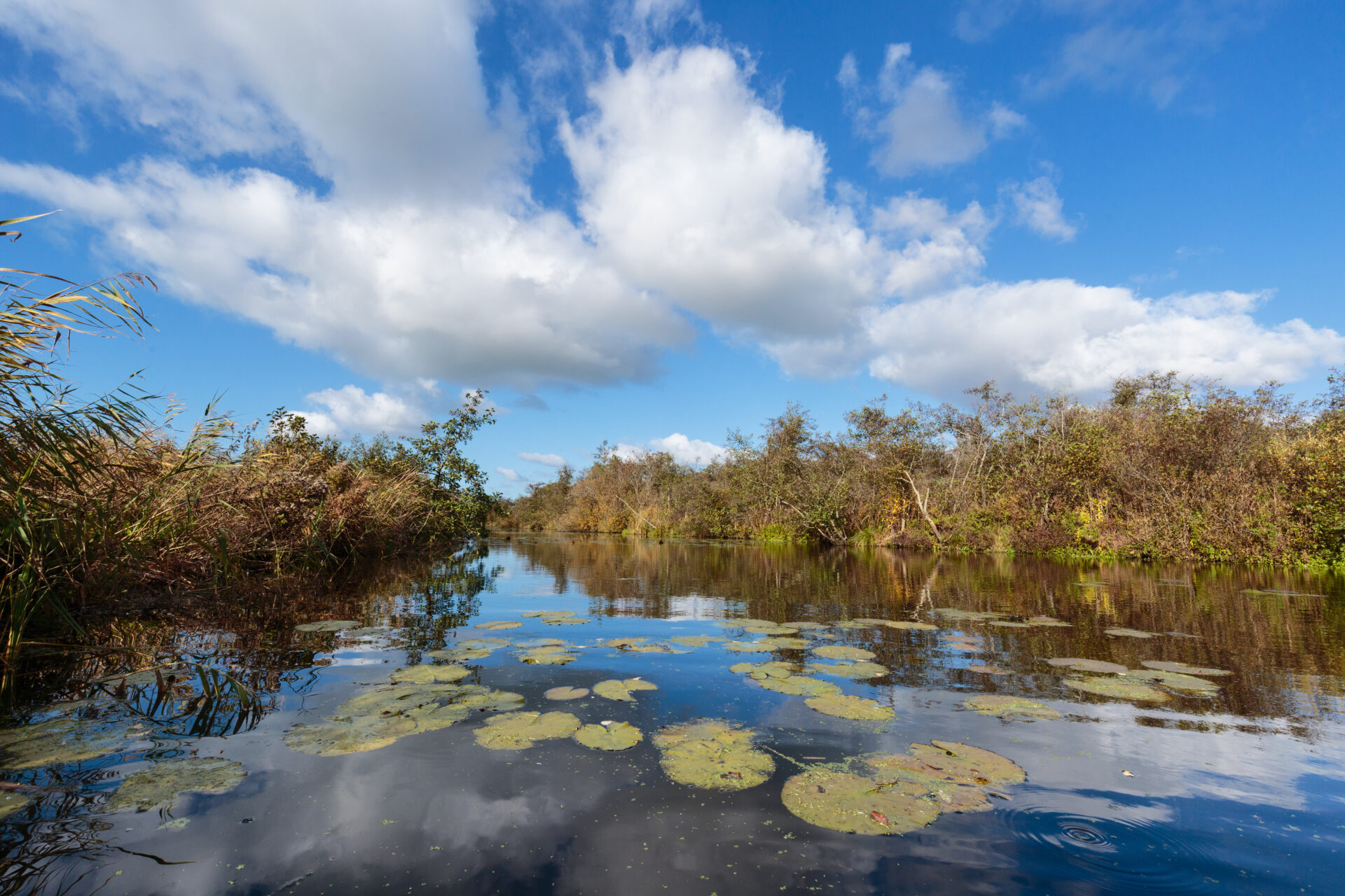 foto van wateroppervlakte in de Alde Feanen, landschap aan de oever met pompeblêden
