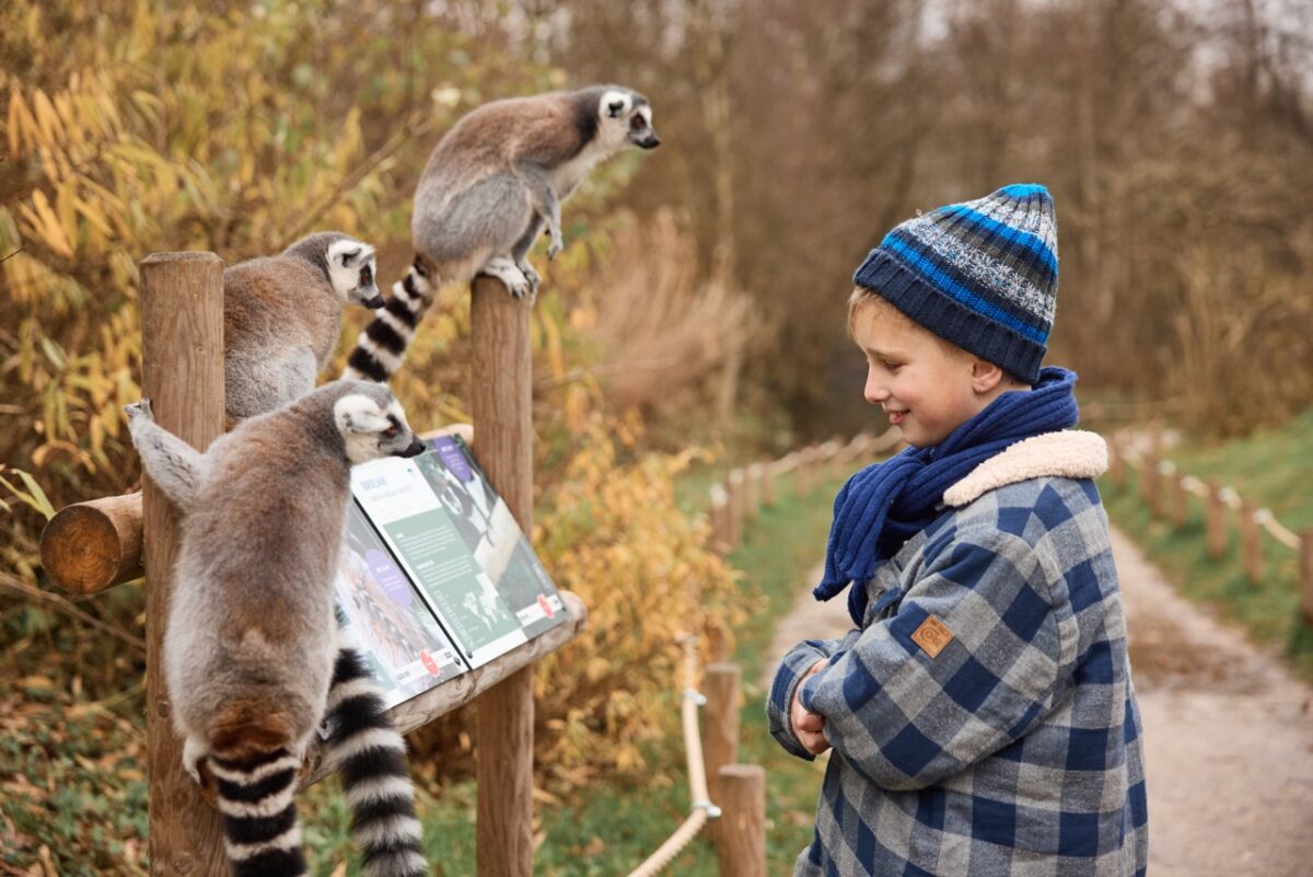Een jongen kijkt naar drie ringstaartmaki's die bovenop een informatief bord zitten in AquaZoo.
