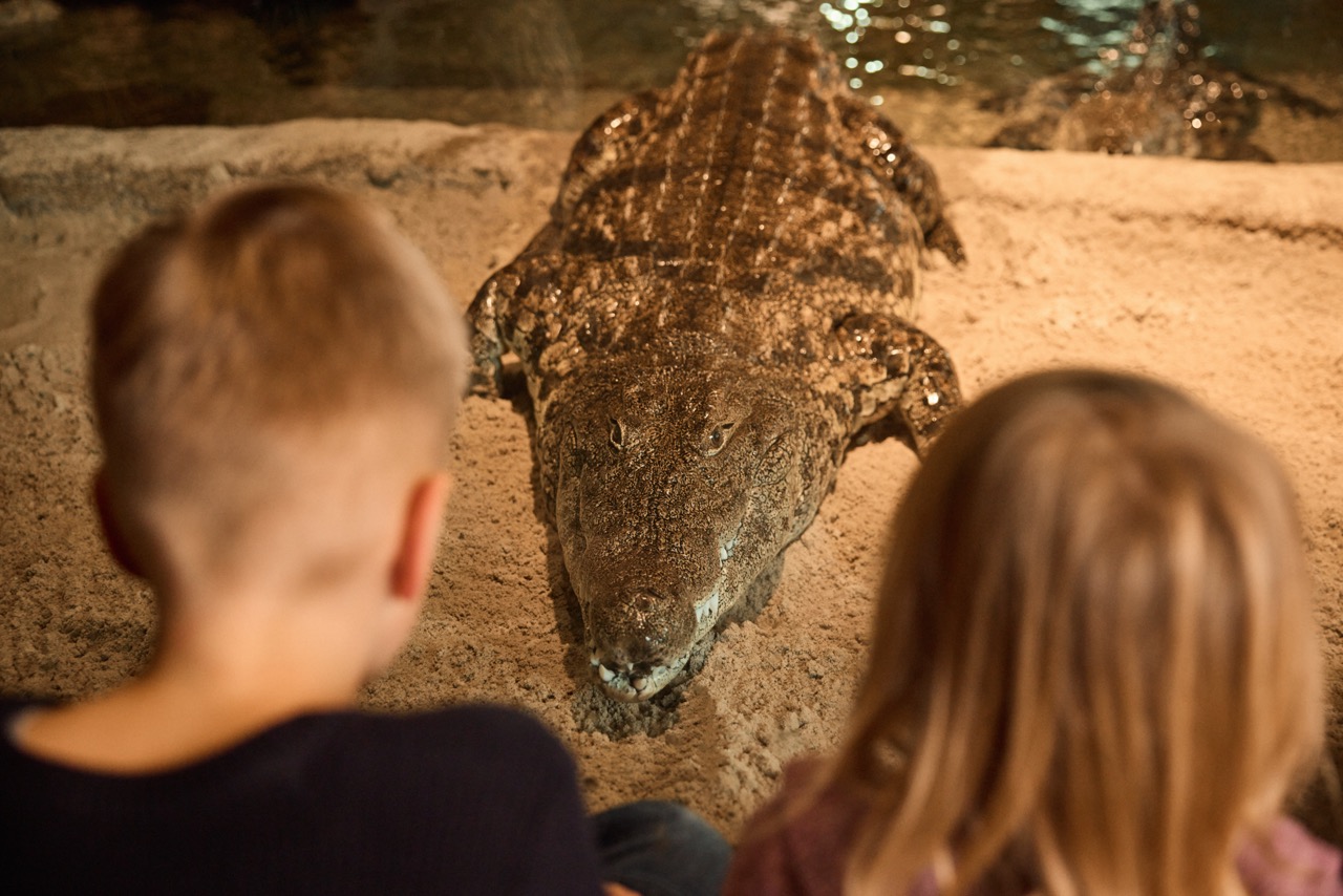 Twee kinderen kijken naar een krokodil in AquaZoo.