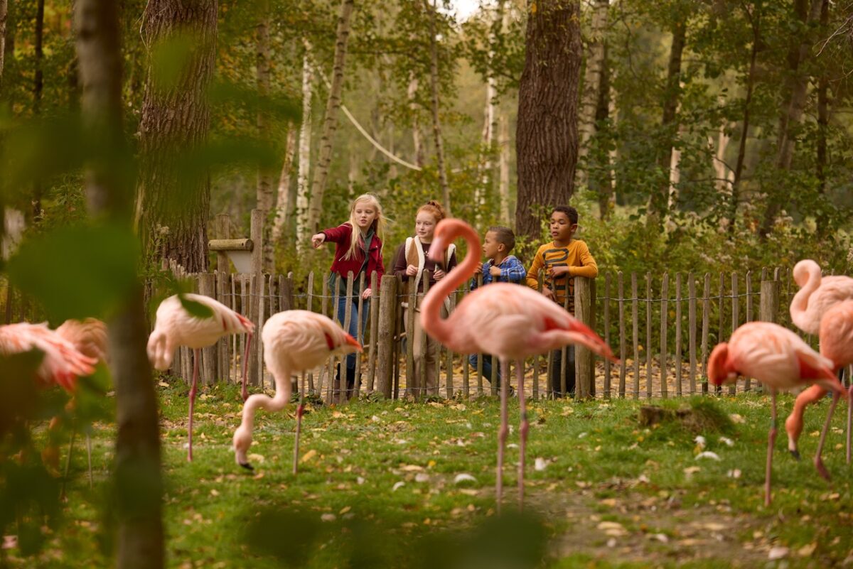 Kinderen kijken en wijzen naar de flamingo's in AquaZoo.