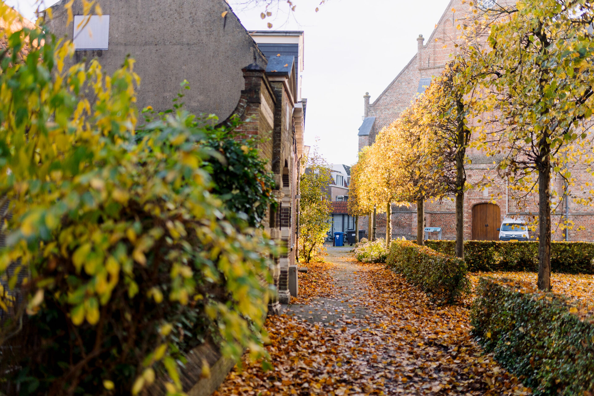 De Julianaboom in de herfst. Overal liggen oranjegele bladeren. De zon schijnt op de oude huizen. Op de achtergrond zie je de Grote Kerk.